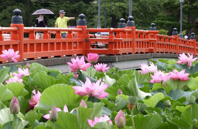 高田城址公園の外堀に咲くハス=18日、上越市