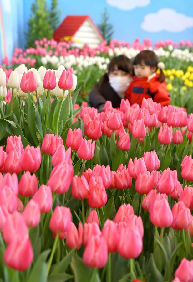 春の息吹を先取り 新潟日報デジタルプラス