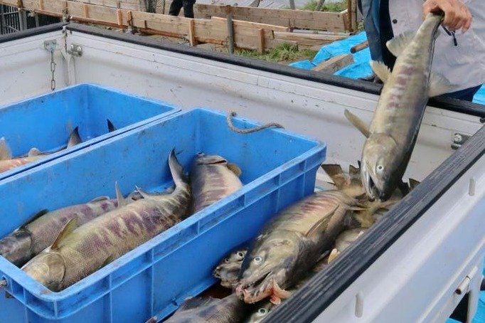 鮭将軍　まとめ売り JALとっておきの逸品｜〔鮭匠ふじい〕北海道産 秋鮭の親子セット: 大丸