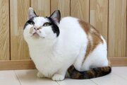 【猫動画・新作あり】新潟県内「猫のいる店」♡モフモフに触れる幸せ～推しネコ見つけて（2月19日更新）