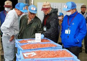 初競りにかけられるサクラエビを品定めする仲買人ら=5日早朝、静岡市の由比漁港