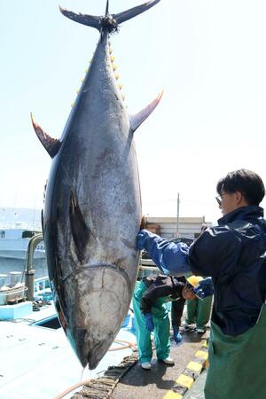 次々と水揚げされたクロマグロ＝２０日、佐渡市春日