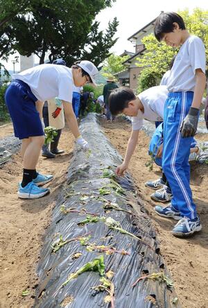 サツマイモの苗を植える山北中の生徒ら＝村上市府屋