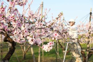 見頃を迎えている信濃川河川敷のモモの花=21日、長岡市