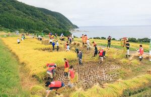 ＵＫＵＵが毎年行っている、棚田の稲刈りイベント。島内外から多くの参加者が訪れる＝佐渡市歌見（ＵＫＵＵ提供）