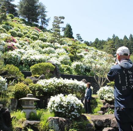 ツツジが見頃を迎えた月華山かねこつつじ園＝９日、糸魚川市