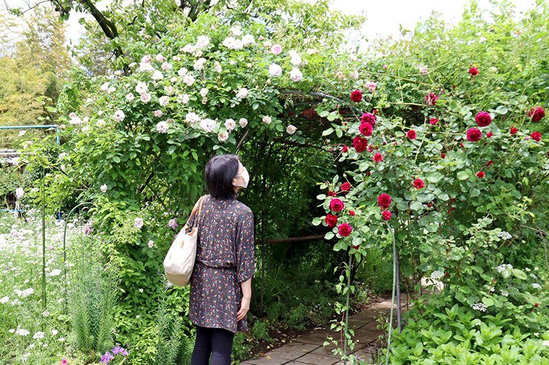 聖籠 二宮家のバラ園 あでやかに バラに似合う草花300種類も彩り 公開は６月13日まで 新潟日報デジタルプラス