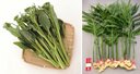 上越野菜の認定品目から外れた仁野分しょうが(右)とオータムポエム