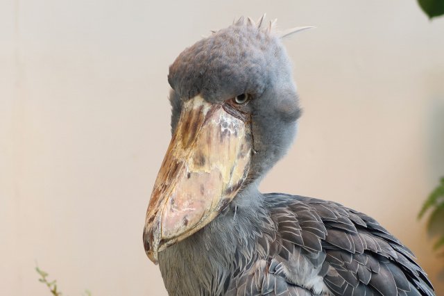 ハシビロコウ　　　13点 千葉市動物公園のハシビロコウは2028年春頃まで長期間展示を休止する