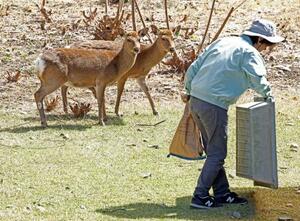 　名古屋城の堀で餌を待つシカの「もみじちゃん」（右）と「やまむらちゃん」＝２日、名古屋市