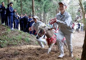 鳥坂神社の坂で行われた馬の駆け上がり=胎内市下赤谷