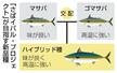 　「さばイバル・プロジェクト」が目指す新品種