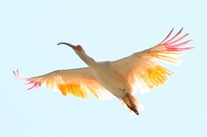 トキ＝２０２５年５月、佐渡市