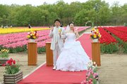 カラフルな花畑や森の新緑、2人を祝福♪胎内市「長池憩いの森公園」で結婚式…4日までチューリップフェスティバルも