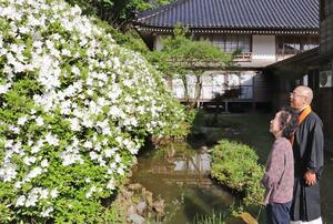 見頃を迎えた宝蔵寺のツツジ=5月5日、刈羽村滝谷