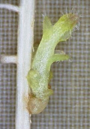 トウモロコシの根に寄生した寄生植物の「ストライガ」(右、奈良先端科学技術大学院大提供)