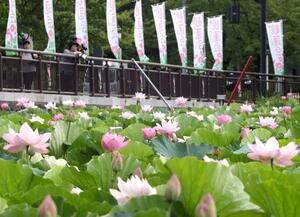 高田城址公園の堀に咲くハス=7月、上越市本城町