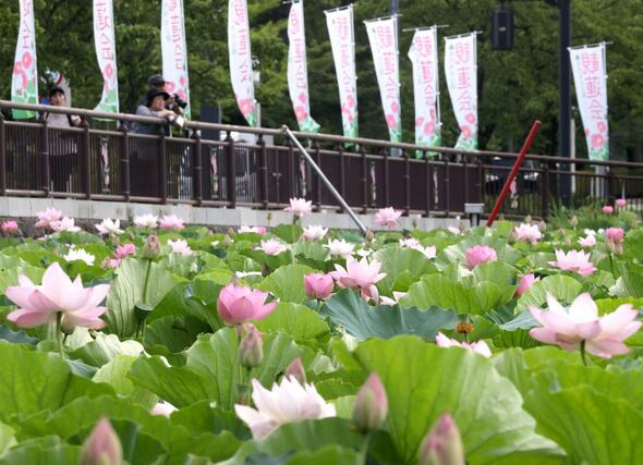 高田城址公園の外堀に咲くハス=18日、上越市