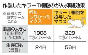 　作製したキラーＴ細胞のがん抑制効果