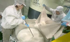 「佐渡金山酵母」を使った日本酒の仕込み作業＝２０２５年１２月、佐渡市（加藤酒造店提供）