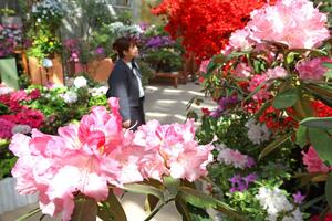 満開のシャクナゲとツツジが展示されている県立植物園=4月30日、新潟市秋葉区金津