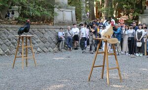弥彦神社で開かれた長鳴鶏の鳴き合わせ会=弥彦村弥彦