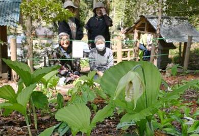 クマガイソウ」群生地で開花 絶滅危惧種を地元住民保護 | 新潟日報