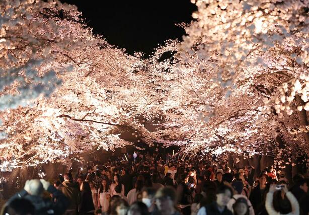 満開の夜桜を楽しむ花見客でにぎわった観桜会＝５日、上越市の高田城址公園