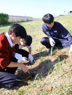 堤防工事に先立ち、カニを捕獲する新潟明訓高校生物部の生徒たち=新潟市東区松浜町