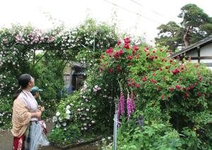 多くの花をつけたバラの木を愛でる来場者=5月28日、聖籠町蓮野