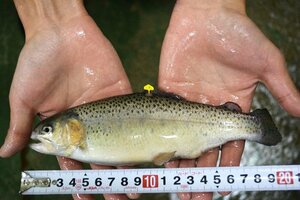 生殖幹細胞を移植され、キングサーモンの精子を作ったニジマス(東京海洋大提供)