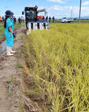 節水型乾田直播で栽培した「にじのきらめき」の稲刈り=2日、新潟市北区