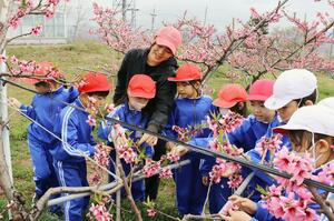 砂丘桃の摘花作業を体験する刈羽小の３年生＝刈羽村刈羽