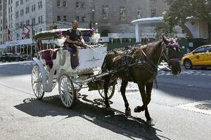 　米ニューヨークのセントラルパーク周辺を走る馬車＝１３日（共同）