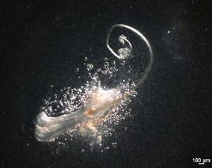 　体外で再現したマウスの毛包（オーガンテック提供）