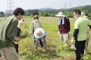 耕作放棄地に自生するワラビを収穫する高齢者と学生たち=新発田市上三光