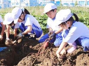 給食に使うサツマイモを収穫する刈羽小２年生＝刈羽村割町新田