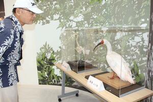 展示が始まった洋洋の剥製や骨格標本=7月20日、佐渡市新穂長畝