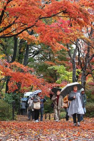 鮮やかに色付いた紅葉を楽しむ人たち=11月18日、長岡市朝日