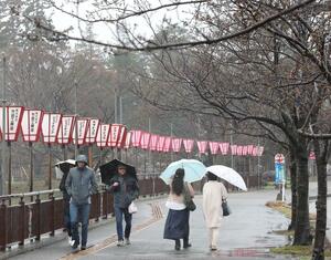 雨の中の開幕となった高田城址公園観桜会。桜の大半はまだつぼみのままだ=3月28日、上越市