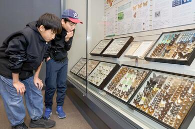 チョウの標本や信濃川流域の岩石…初公開の収蔵資料など展示 長岡市の