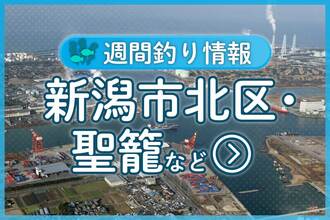 船の夜便で25〜38センチのマアジが30〜45匹の釣果