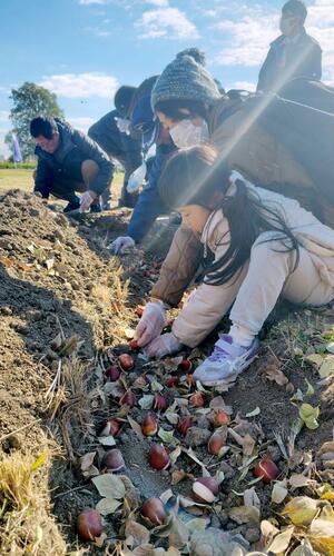 五泉市が寄贈したチューリップの球根を植える親子ら＝２９日、東京都葛飾区