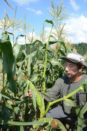 スイートコーンの出来を確認する瀧澤武士さん=津南町下船渡