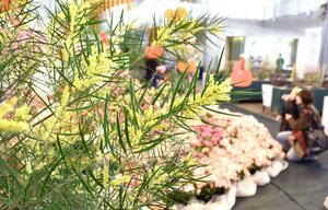 ミモザの花。小さくて丸い、黄色い花がたくさん咲く＝８日、長岡市宮本東方町