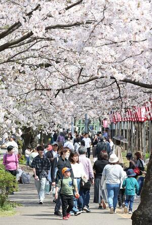 最終日まで花見客でにぎわった高田城址公園観桜会=4月14日、上越市本城町