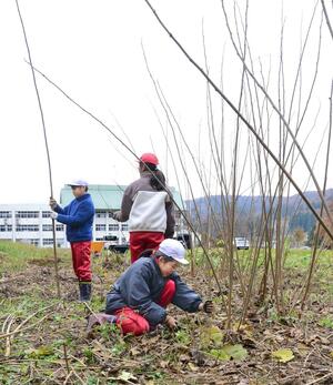 のこぎりでコウゾを刈り取る上郷小5、6年生=津南町上郷宮野原