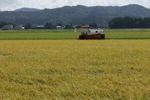 　収穫期を迎えたコメ＝８月、新潟県三条市