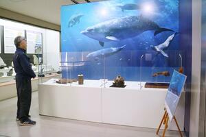 佐渡博物館に新設された「サドムカシツチクジラ」のコーナー=佐渡市八幡