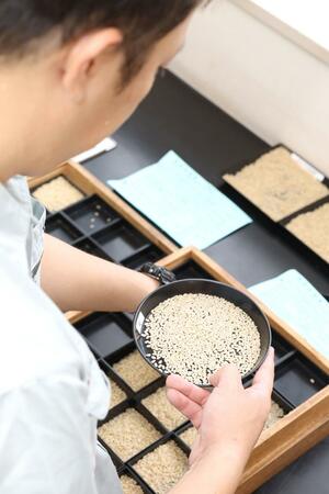 採取したコメを目視確認する担当者=27日、新潟市西蒲区